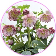 Ciemiernik Double Ellen Picolatee