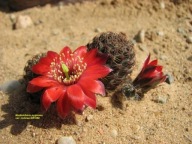 Kaktus ,Rebutia, Mediolobivia colorea WR 660