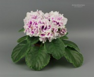 Fiołek afrykański# AV-Korolevskaya Geran'# sadzonka