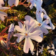 Floks szydlasty wiosenny płożący phlox subulata "Emerald Cushion Blue"