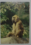 WROCŁAW - ZOO - pawian masajski
