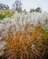 Miskant Golden Galaxy P9 n o w o ś ć