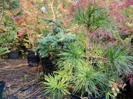 Sosna limba mini krzewiasta szczepiona okaz inna