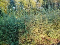 Modrzew europejski 140 cm - 160 cm. Szkółkowany Pakiet 10 sztuk