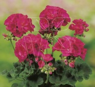 Pelargonia CIEMNA RÓŻOWA zonale Grandeur Classic Cardinal