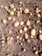 ZIEMNIAKI ŻÓŁTE LORD 10 KG