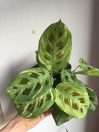 Maranta leuconeura var. kerchoveana 'Variegata' SADZONKA 35 cm