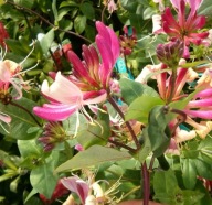 Wiciokrzew 'American Beauty' pachnące kwiaty, idealny na pergole ogrodzenia