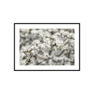 Plakat obraz zdjęcie 30x40 cm A3 kwiaty wiosna