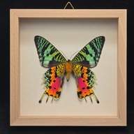 Motyl w gablotce Chrysiridia Rhipheus spód 1