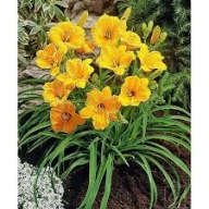 liliowiec stella d'oro sadzonka w pojemniku wieloletnia na rabaty