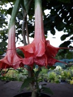 Brugmansia datura,czerwona Thea's Liebling