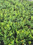 laurowiśnia caucasica piekna sadzo.doniczka JESZCZE TAŃSZA!!