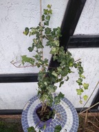 Hedera helix 'Profesor Seneta' bluszcz pospolity