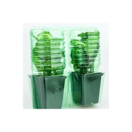 Blister do wysyłki na 2 rośliny w doniczce 9x9x10