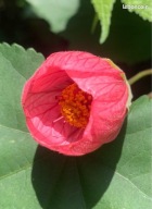 Abutilon,klonik Pink Queen