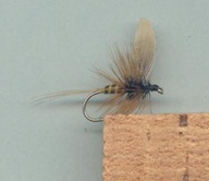 Sucha muszka AUGUST DUN - #10; 12