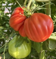 Rosamunda Sadzonki Pomidorów