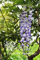 glicynia kwiecista 'Domino' Wisteria f 'Domino'