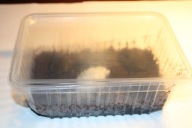 Skoczogonki najlepsza ekipa sprzątająca 1l 1000 ml zwierzęta terrariowe