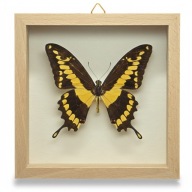Motyl w gablotce Papilio Rumiko