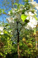 Jabłoń kaskada jadalna szczepiona mini taras inna