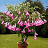 BRUGMANSIA,DATURA Różowa- Suaveolens Pink+nasio.kwiat lotosu.