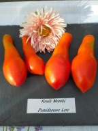 Pomidor Konik Morski typ paste przetworowy niski nasiona kolekcjonerskie