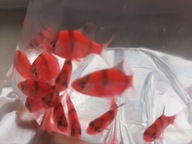 Brzanka sumatrzańska fluo ( mix kolorów)