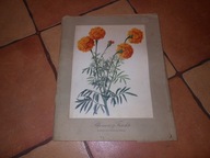 BLUMEN FRUCHTE 12 REPRODUKCJI AKWAREL J. KNAPP