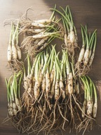 CZOSNEK NIEDŹWIEDZI CEBULKI SADZONKI 115 sztuk