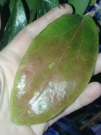 Hoya Hoja ILAGIORUM YELLOW cięta