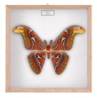 Motyl w gablotce Attacus atlas