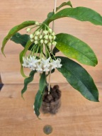 Hoya hoja lockii
