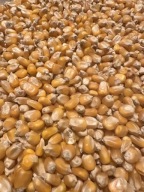 Kukurydza, sucha, ziarno, pasza 25kg