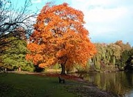 Klon zwyczajny sadzonka z gołym korzeniem 25-80 cm