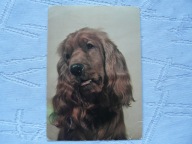 COCKER SPANIEL 5 PIECZĄTEK TURYSTYCZNYCH