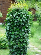 Bluszcz pospolity ZAGRODA OD SĄSIADÓW sadzonki 100 cm 100 sztuk odporny