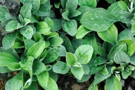 Ukwap babkolistny - Antennaria plantaginifolia