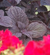 KOLEUS Coleus Black Prince / Newly Noir
