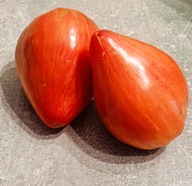 Pomidor Long Tall Sally (452) nasiona kolekcjonerskie