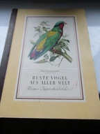 STARY ALBUM Z WKLEJKAMI 8. KOLOROWE PTAKI ŚWIATA