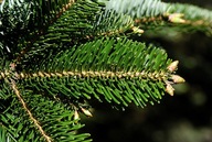 IGŁY JODŁY _ zdrowy syrop odporność KASZEL _ WIT.C