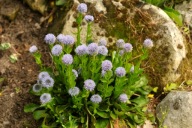 Kulnik kropkowany - Globularia punctata