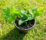 Podagrycznik Aegopodium podagraria doniczka 13X15cm Z OGRODU CZAROWNICY