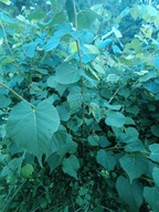 Lipa drobnolistna 70 cm - 100 cm. Pakiet 5 sztuk