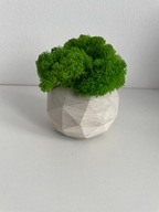 Doniczka betonowa geometryczna z mchem chrobotkiem