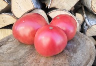 Pomidor Glysh kolekcjonerskie nasiona pomidorów