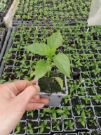 Papryka ostra Cayenne