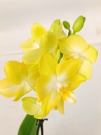 PHALENOPSIS storczyk multiflora 5